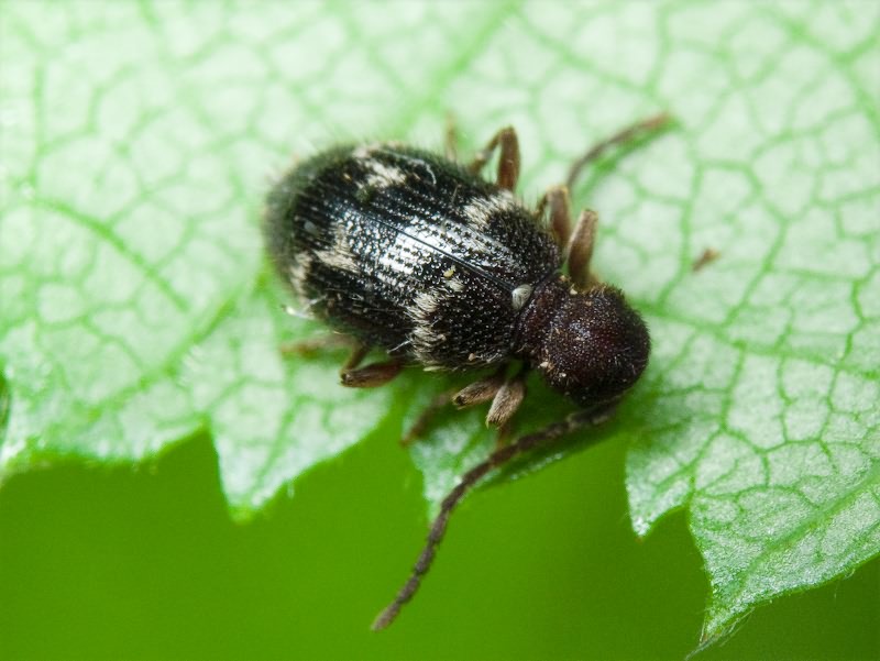 Ptinus (Bruchoptinus) rufipes Olivier, 1790