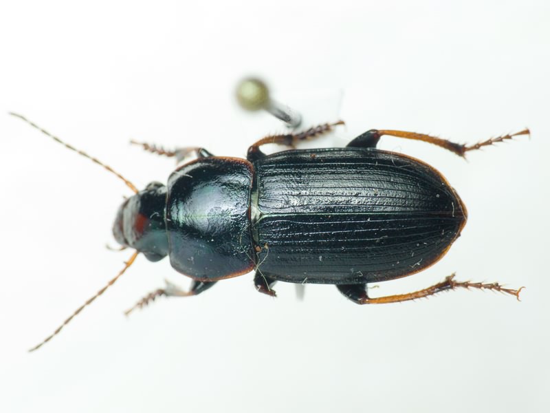 Harpalus metallinus phariseus Reiche & Saulcy, 1855