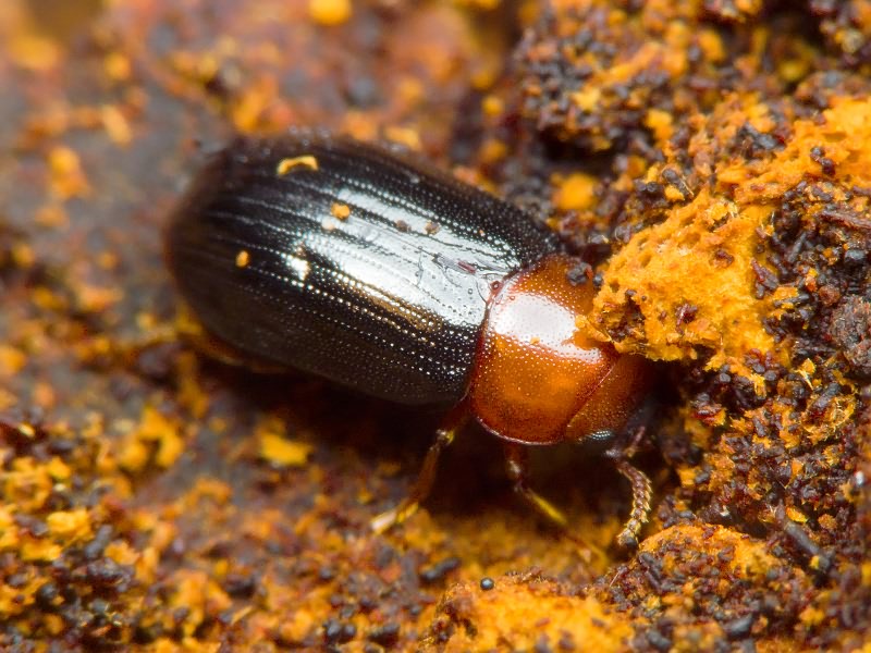 Neomida haemorrhoidalis (Fabricius, 1787)