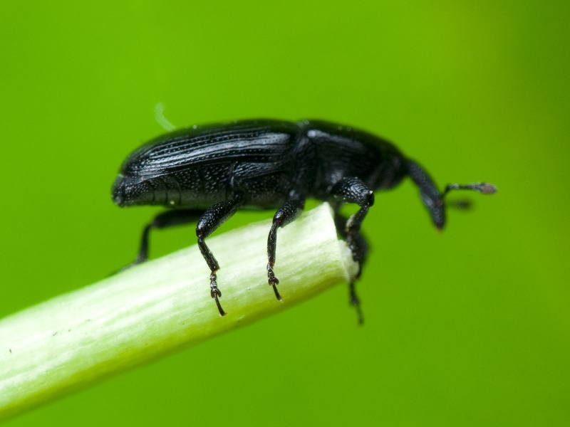 Labiaticola melas Boheman, 1836
