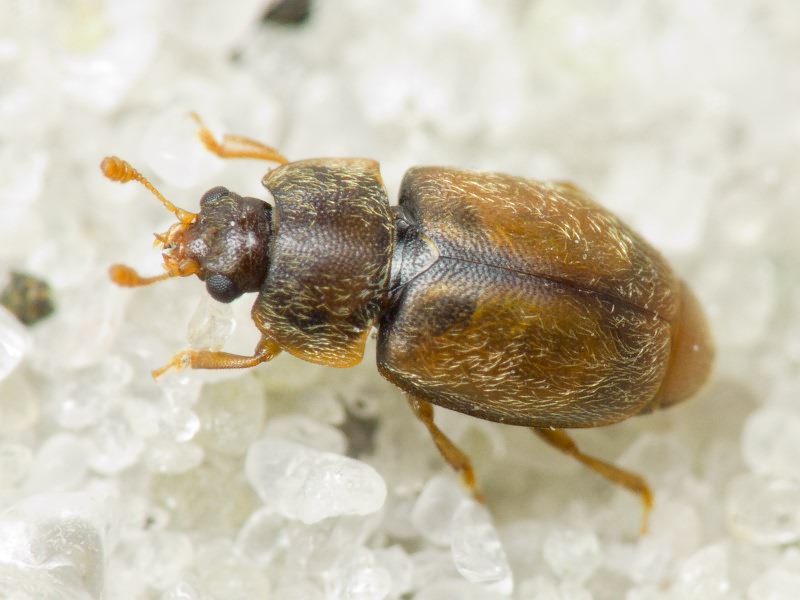Epuraea melanocephala (Marsham, 1802)