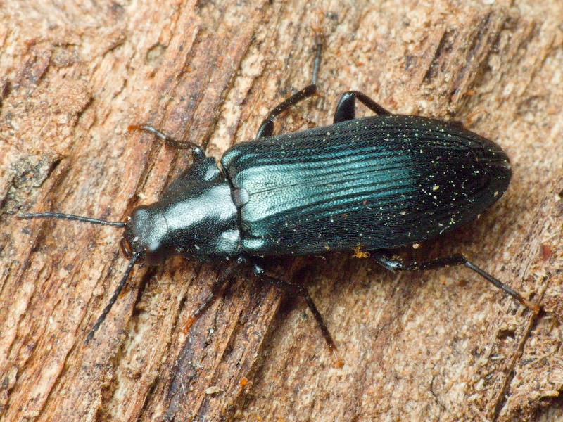 Melandrya caraboides (Linnaeus, 1760)
