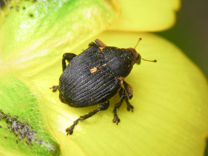 Mononychus punctumalbum (Herbst, 1784)