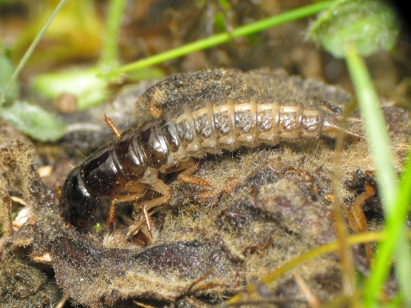 Carabidae