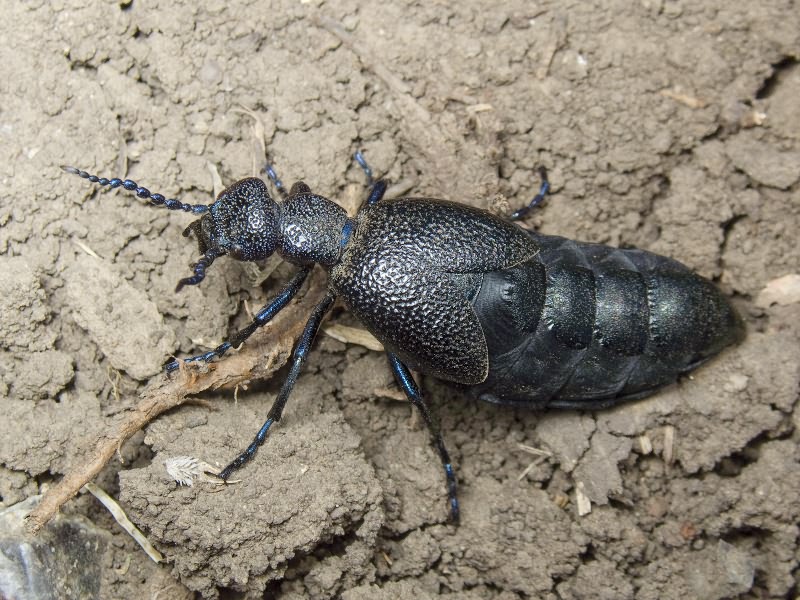 Meloe proscarabaeus Linnaeus, 1758