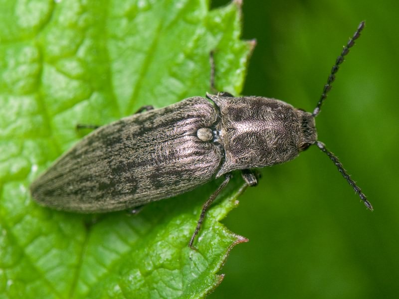 Actenicerus siaelandicus (O.F.Muller, 1764)