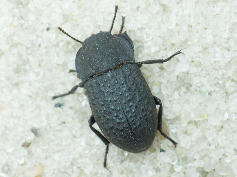 Opatrum sabulosum (Linnaeus, 1760)