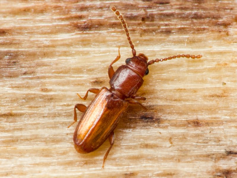 Placonotus testaceus (Fabricius, 1787)