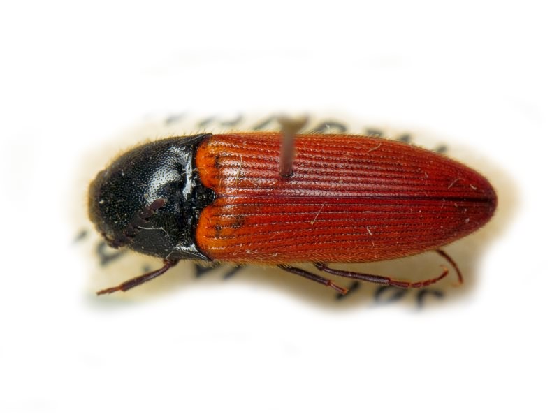 Ampedus cinnaberinus (Eschscholtz, 1829)