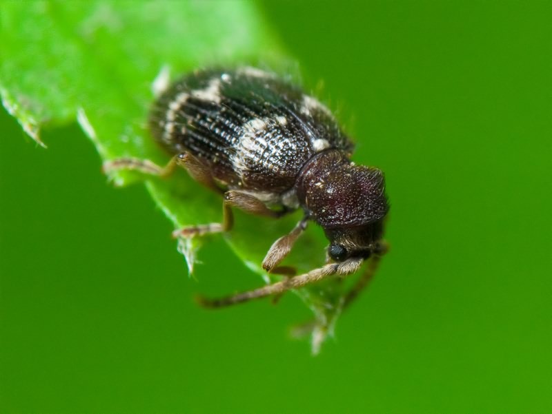 Ptinus (Bruchoptinus) rufipes Olivier, 1790