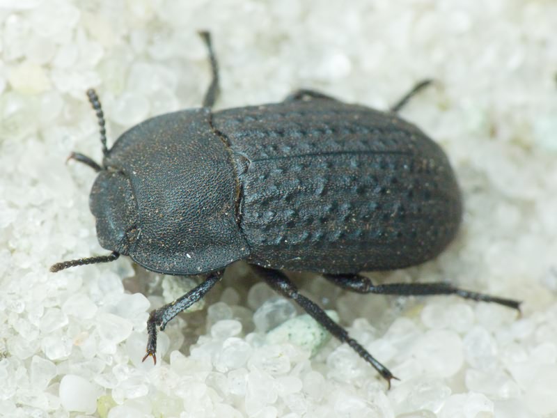 Opatrum sabulosum (Linnaeus, 1760)