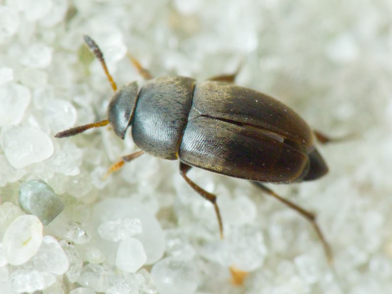 Ptomaphagus (Ptomaphagus) sericatus (Chaudoir, 1845)