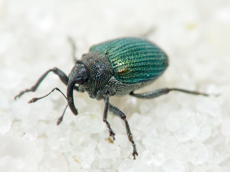 Ceutorhynchus erysimi (Fabricius, 1787)
