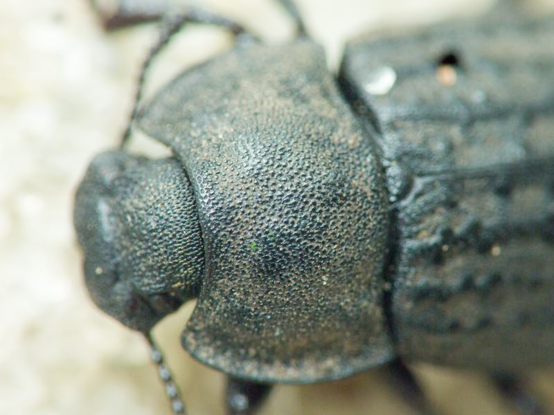 Opatrum sabulosum (Linnaeus, 1760)