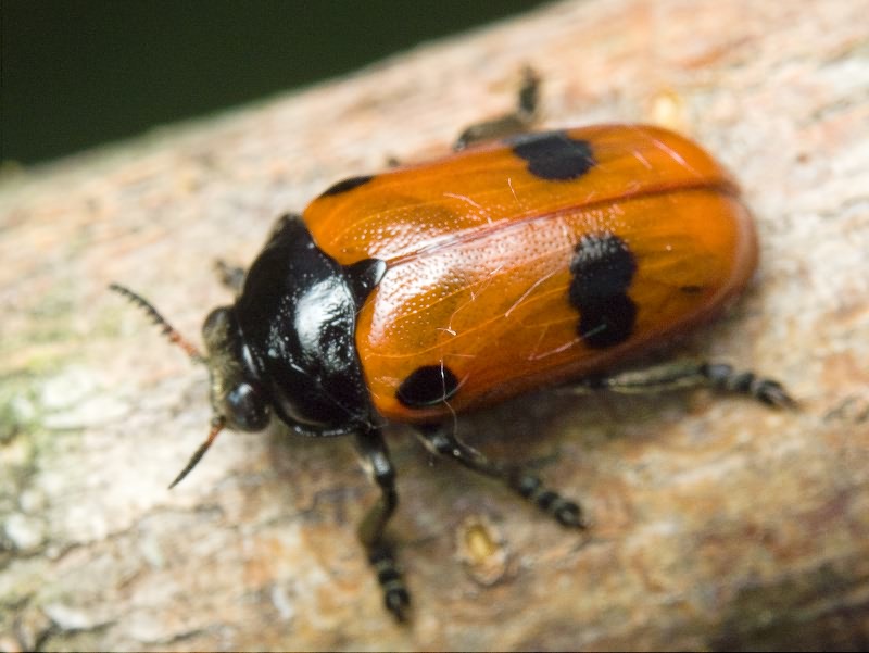 Clytra (Clytra) quadripunctata (Linnaeus, 1758)