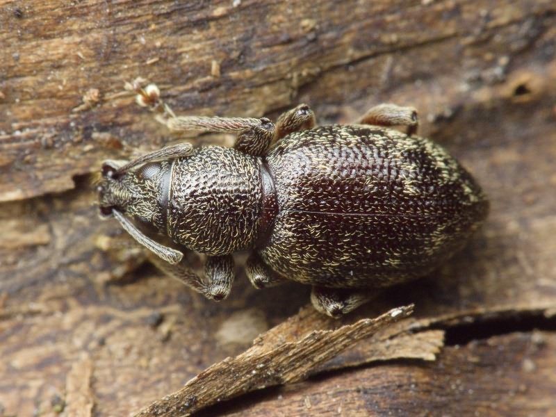 Otiorhynchus (Choilisanus) pilosus Gyllenhal, 1834