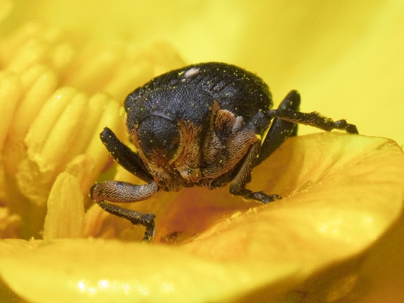 Mononychus punctumalbum (Herbst, 1784)