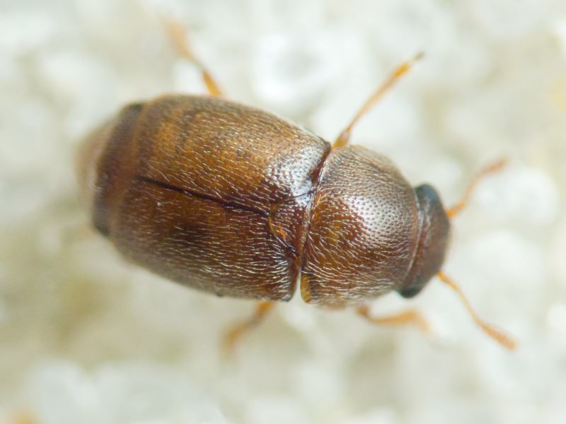 Kateretidae