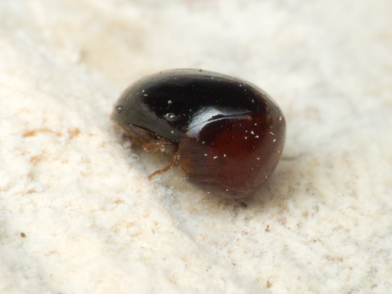 Agathidium nigripenne (Fabricius, 1792)