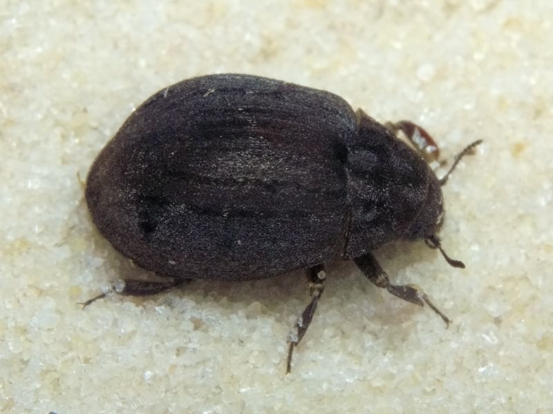Byrrhus fasciatus (Forster, 1771)