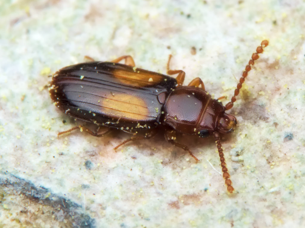 Laemophloeus monilis (Fabricius, 1787)