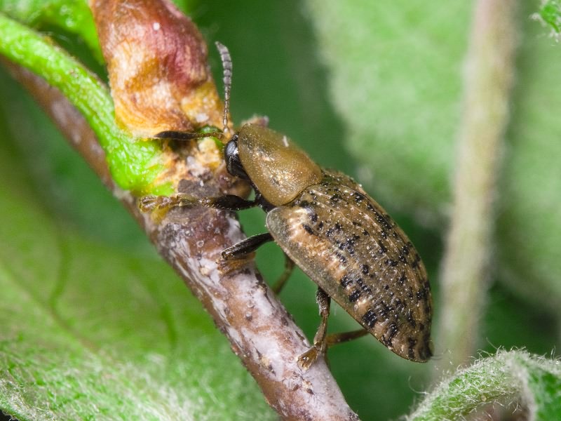 Cassida nebulosa Linnaeus, 1758