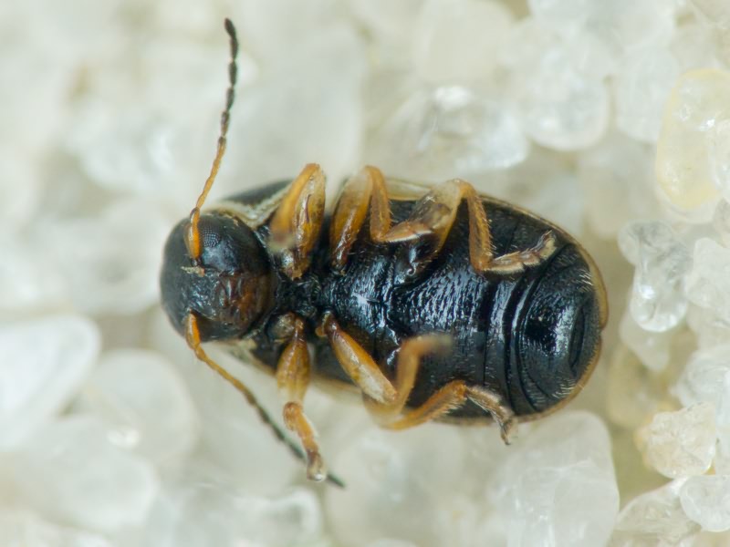 Cryptocephalus elegantulus Gravenhorst, 1807