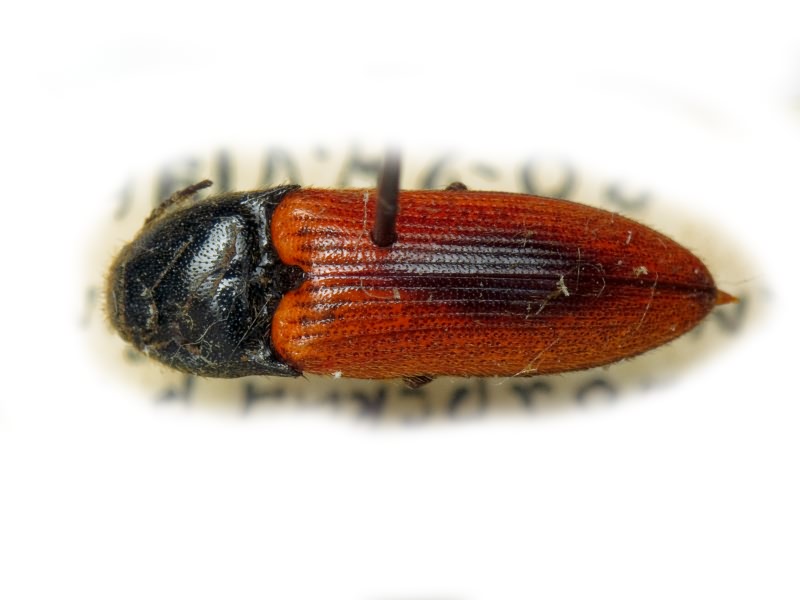 Ampedus sanguinolentus (Schrank, 1776)