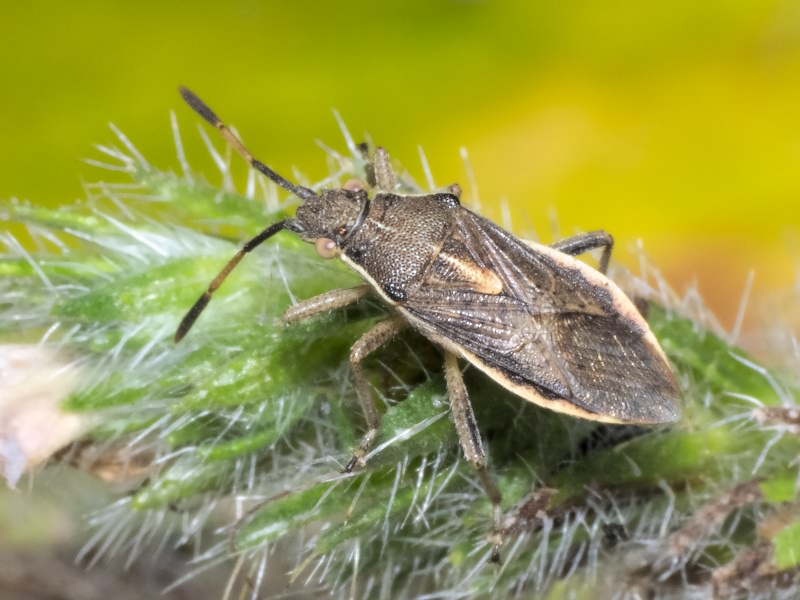 Maccevethus corsicus corsicus Signoret, 1862