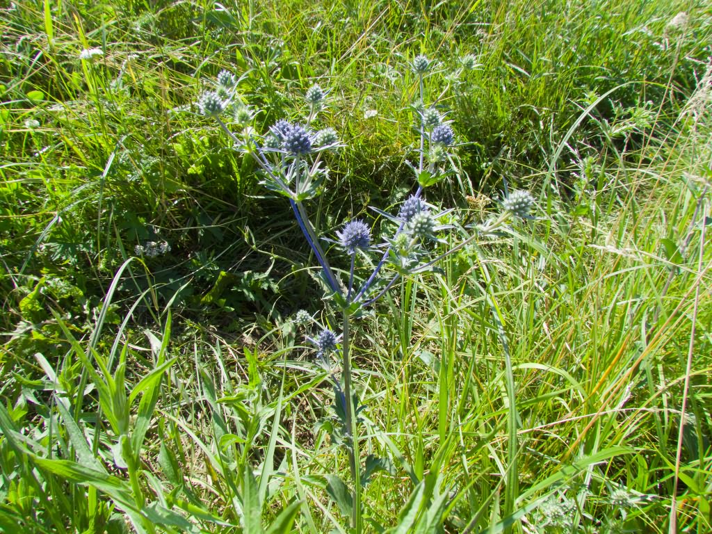 Eryngium planum L.