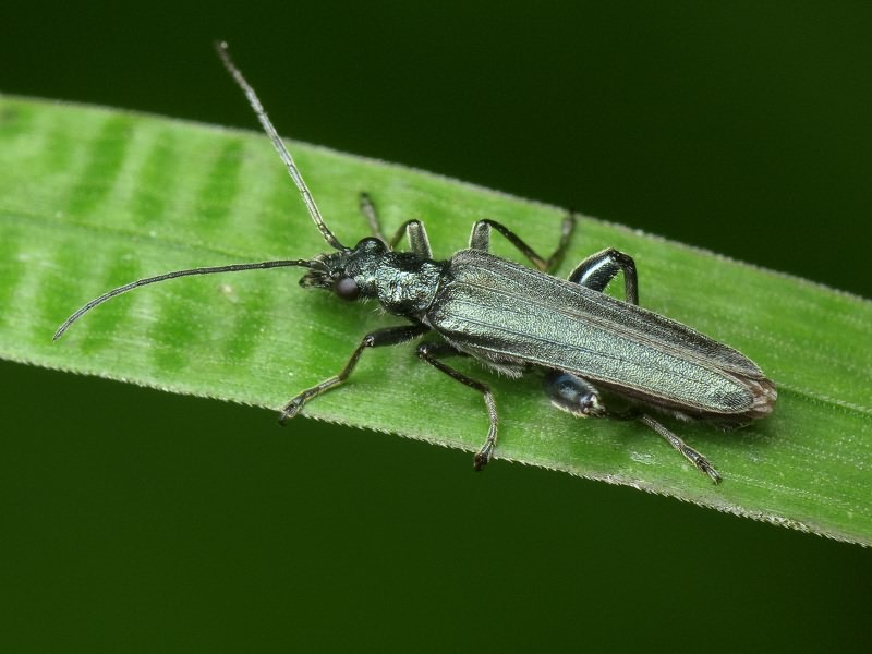 Oedemera virescens (Linnaeus, 1767)