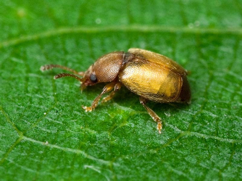 Kateretes pusillus (Thunberg, 1794)