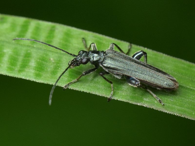 Oedemera virescens (Linnaeus, 1767)