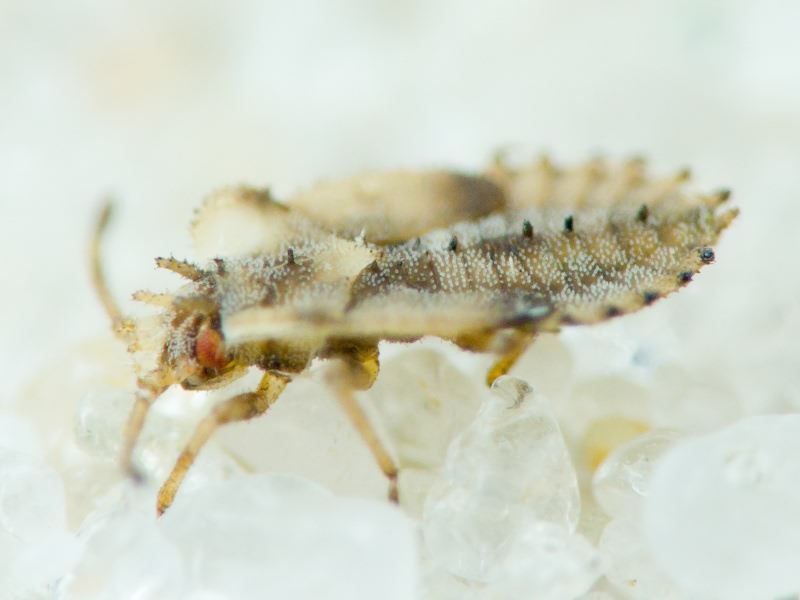 Tingidae Laporte, 1832