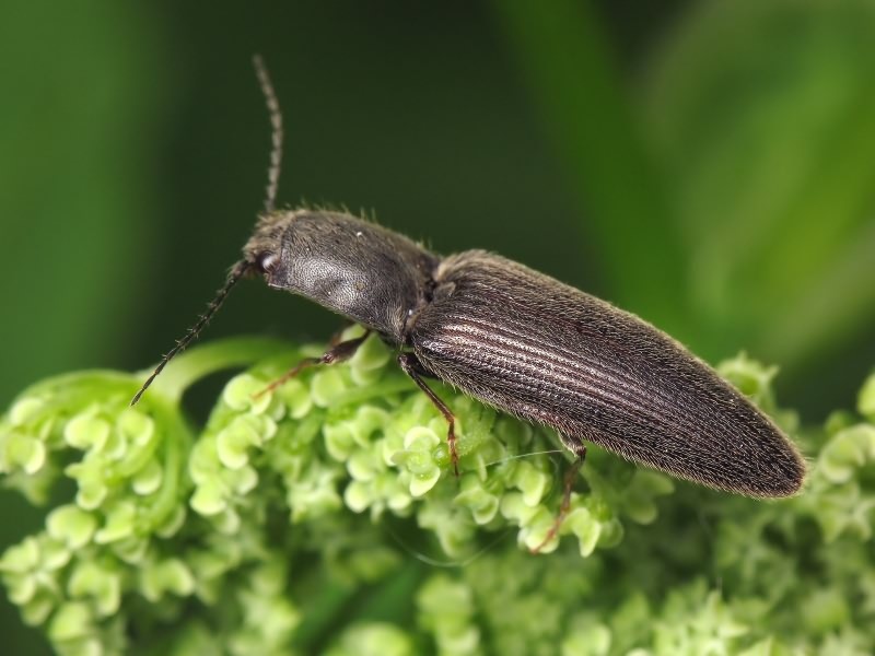 Athous haemorrhoidalis (Fabricius, 1801)