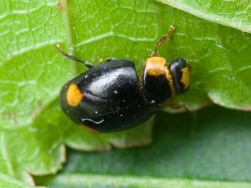 Hyperaspis reppensis (Herbst, 1783)