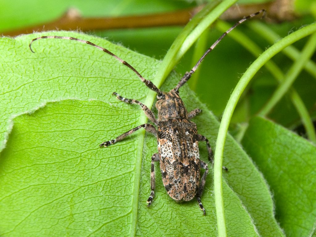 Mesosa nebulosa (Fabricius, 1781)