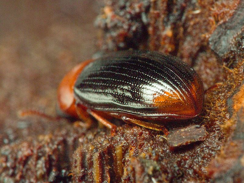 Neomida haemorrhoidalis (Fabricius, 1787)