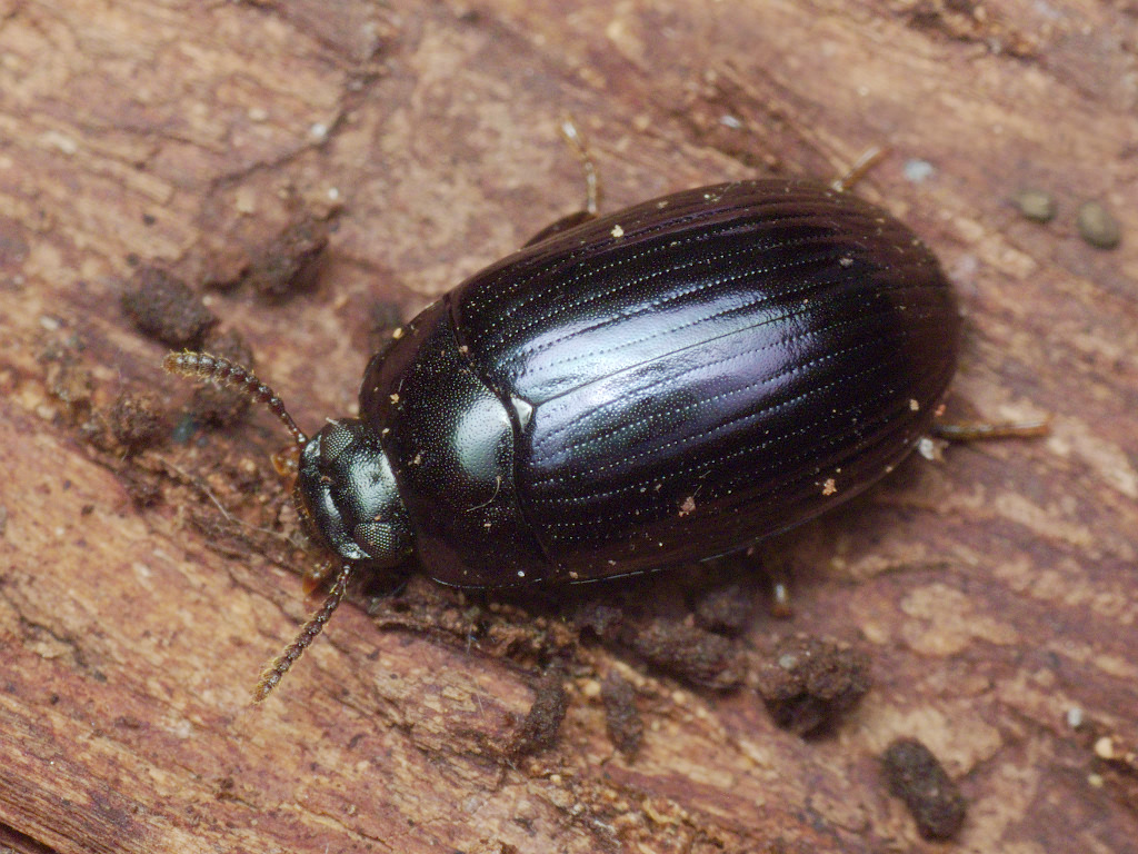 Platydema violaceum (Fabricius, 1790)