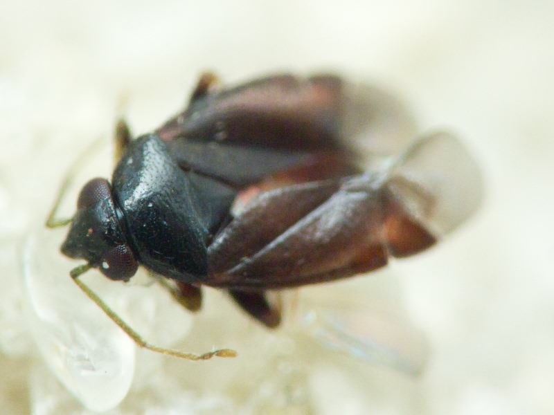 Psallus Fieber, 1858