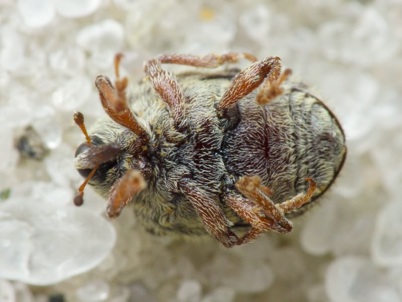 Cionus olens (Fabricius, 1792)