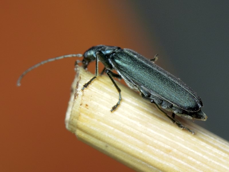 Ischnomera cyanea (Fabricius, 1792)