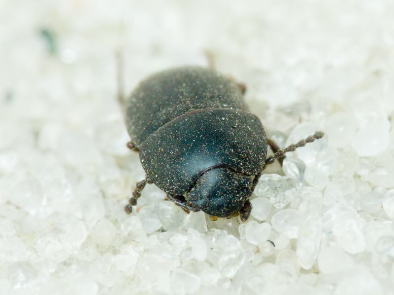 Crypticus quisquilius (Linnaeus, 1761)