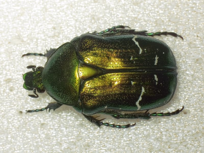Cetonia aurata (Linnaeus, 1761)