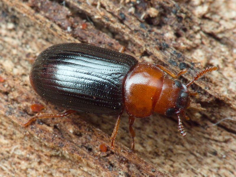 Neomida haemorrhoidalis (Fabricius, 1787)