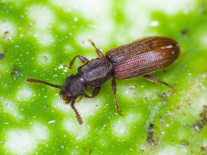 Oryzaephilus surinamensis (Linnaeus, 1758)