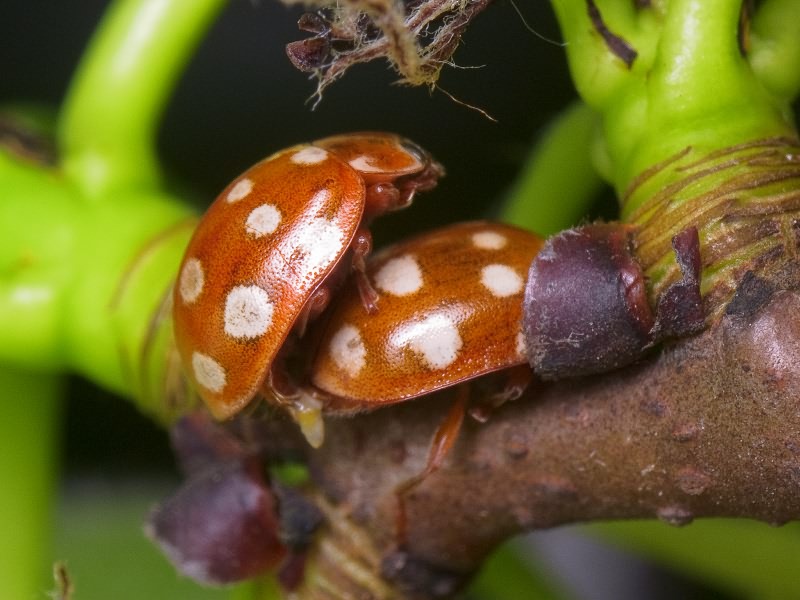 Calvia quatuordecimguttata (Linnaeus, 1758)