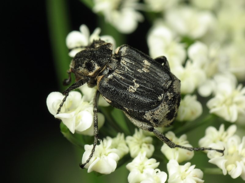 Valgus hemipterus (Linnaeus, 1758)
