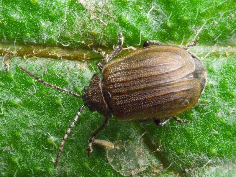 Galeruca pomonae (Scopoli, 1763)
