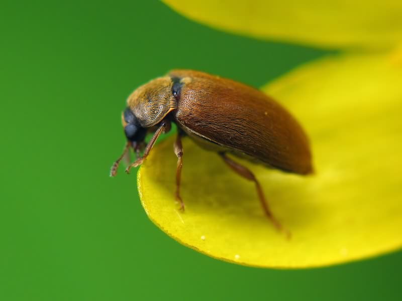 Byturus tomentosus